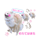 マロン＆プリン〜アクア＆アロマもいるよ〜（個別スタンプ：26）