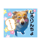 マロン＆プリン〜アクア＆アロマもいるよ〜（個別スタンプ：29）