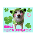 マロン＆プリン〜アクア＆アロマもいるよ〜（個別スタンプ：33）