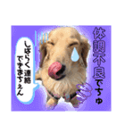 マロン＆プリン〜アクア＆アロマもいるよ〜（個別スタンプ：36）