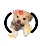 マロン＆プリン〜アクア＆アロマもいるよ〜（個別スタンプ：38）
