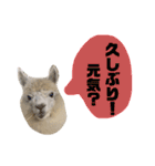 アルパカの結構使えるスタンプ③（個別スタンプ：1）