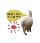 アルパカの結構使えるスタンプ③（個別スタンプ：3）