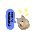 アルパカの結構使えるスタンプ③（個別スタンプ：4）