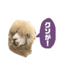 アルパカの結構使えるスタンプ③（個別スタンプ：6）
