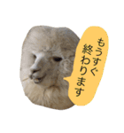 アルパカの結構使えるスタンプ③（個別スタンプ：10）
