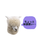アルパカの結構使えるスタンプ③（個別スタンプ：11）