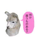 アルパカの結構使えるスタンプ③（個別スタンプ：12）