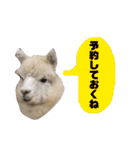 アルパカの結構使えるスタンプ③（個別スタンプ：14）