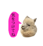 アルパカの結構使えるスタンプ③（個別スタンプ：15）