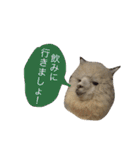 アルパカの結構使えるスタンプ③（個別スタンプ：17）
