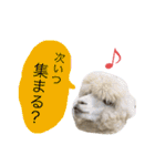 アルパカの結構使えるスタンプ③（個別スタンプ：19）