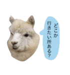 アルパカの結構使えるスタンプ③（個別スタンプ：20）