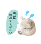 アルパカの結構使えるスタンプ③（個別スタンプ：22）