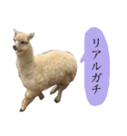 アルパカの結構使えるスタンプ③（個別スタンプ：24）