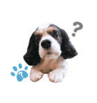 cavalier halu（個別スタンプ：1）