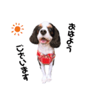 cavalier halu（個別スタンプ：2）