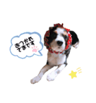 cavalier halu（個別スタンプ：5）