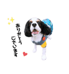 cavalier halu（個別スタンプ：7）