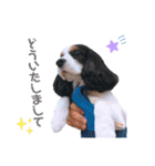 cavalier halu（個別スタンプ：8）