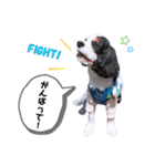 cavalier halu（個別スタンプ：9）