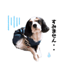 cavalier halu（個別スタンプ：12）