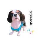 cavalier halu（個別スタンプ：13）