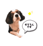 cavalier halu（個別スタンプ：14）