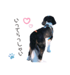 cavalier halu（個別スタンプ：16）
