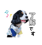 cavalier halu（個別スタンプ：18）