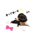 cavalier halu（個別スタンプ：19）
