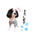 cavalier halu（個別スタンプ：21）