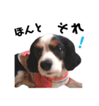 cavalier halu（個別スタンプ：22）