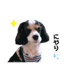 cavalier halu（個別スタンプ：23）