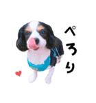 cavalier halu（個別スタンプ：25）