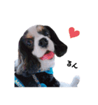 cavalier halu（個別スタンプ：26）