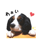 cavalier halu（個別スタンプ：27）