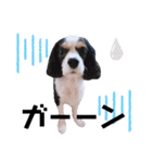 cavalier halu（個別スタンプ：32）