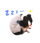 cavalier halu（個別スタンプ：34）