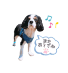 cavalier halu（個別スタンプ：35）