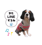 cavalier halu（個別スタンプ：37）