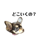 runcoco  stamp（個別スタンプ：8）