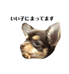 runcoco  stamp（個別スタンプ：11）