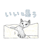 いつもいつでも 6（個別スタンプ：15）