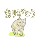 いつもいつでも 6（個別スタンプ：25）