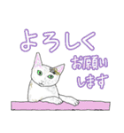 いつもいつでも 6（個別スタンプ：29）