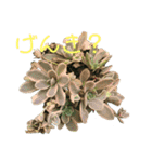 多肉植物ダイスキ（個別スタンプ：1）