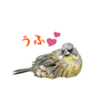 ほほえみフレンズ！野鳥大好き大集合（個別スタンプ：6）