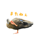 ほほえみフレンズ！野鳥大好き大集合（個別スタンプ：12）