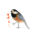 ほほえみフレンズ！野鳥大好き大集合（個別スタンプ：13）